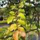 Parrotia persica 14-16 HO draadkluit 3 X verplant