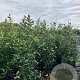Photinia fraseri 'Red Robin' 175-200 cm 20L