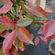 Photinia fraseri 'Red Robin' 8-10 cm container 180 cm stam lei 100x100