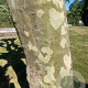 Platanus hispanica 16-18 HO draadkluit 3 X verplant