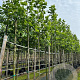 Platanus hispanica 16-18 HO container 125 cm stam LEIVORM