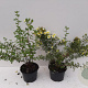 Potentilla f. 'Limelight' 30-40 cm C1.5