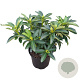 Rhododendron 'Helen Martin' 30-40 cm 5,0L struik