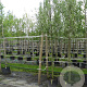 Salix alba 'Sericea' 16-18 HO container 125 cm stam LEIVORM