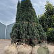 Taxus b. 'Fastigiata Robusta' 125-150 cm met kluit