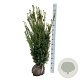 Taxus media 'Hillii' 100-120 cm met kluit