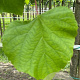 Tilia platyphyllos 18-20 HO draadkluit 3 X verplant