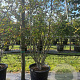 Zanthoxylum simulans 200-250 cm container meerstammig