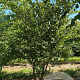 Zelkova serrata 300-350 cm draadkluit meerstammig 3-4 tak
