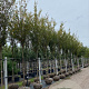Zelkova serrata Green Vase 16-18 HO draadkluit 3 X verplant