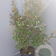 Elaeagnus ebbingei 80-100 cm 10L