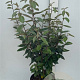 Elaeagnus ebbingei 80-100 cm 10L