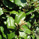 Elaeagnus ebbingei 125-150 cm container 