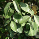 Elaeagnus ebbingei 150 cm container bol