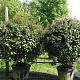Elaeagnus ebbingei 150 cm container bol