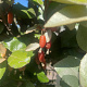 Elaeagnus ebbingei GM container lage lei