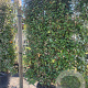 Elaeagnus ebbingei GM container lage lei