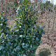Prunus l. Etna 125-150 cm met kluit