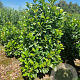 Prunus l. Etna 125-150 cm met kluit