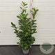 Prunus I. 'Rotundifolia' 100-125 cm 10L