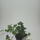 Hedera hibernica GM 1.5