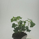 Hedera hibernica GM 1.5
