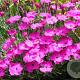 Dianthus 'Whatfield Magenta' GM P9