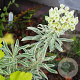 Euphorbia char. 'Emmer Green' GM P9