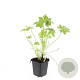 Geranium macrorrhizum GM P9