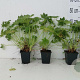 Geranium macr. 'Spessart' GM P9