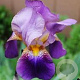 Iris (G) 'Lent A. Williamson' GM  P11