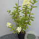 Hydrangea pan. 'Silver Dollar' 50-60 cm 3,0L