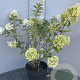 Hydrangea pan. 'Silver Dollar' 50-60 cm 5,0L