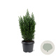 Chamaecyparis l. 'Ellwoodii' 30-40 cm 3,0L