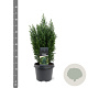 Chamaecyparis l. 'Ellwoodii' 30-40 cm 3,0L