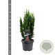 Chamaecyparis l. 'Little Spire' 30-40 cm 3,0L