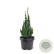 Chamaecyparis l. 'Wissel's Saguaro' 30-40 cm 3,0L