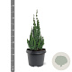 Chamaecyparis l. 'Wissel's Saguaro' 30-40 cm 3,0L