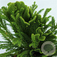 Cryptomeria j. Serama 20-25 cm 3,0L