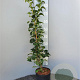 Hydrangea anomala petiolaris 80-100 cm 3,0L