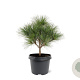 Pinus strobus 'Radiata' 25-30 cm 3,5L