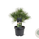 Pinus strobus 'Radiata' 25-30 cm 3,5L