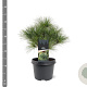 Pinus strobus 'Radiata' 25-30 cm 3,5L