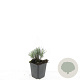 Lavandula ang. 'Dwarf Blue' GM P9