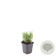 Lavandula ang. 'Dwarf Blue' GM P9