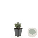 Lavandula ang. 'Dwarf Blue' GM P9