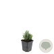 Lavandula ang. 'Dwarf Blue' GM P9