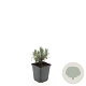Lavandula ang. 'Munstead' GM P9