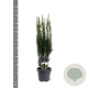 Taxus b. 'Fastigiata' 50-60 cm 3,0L