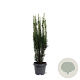 Taxus b. 'Fastigiata' 50-60 cm 3,0L